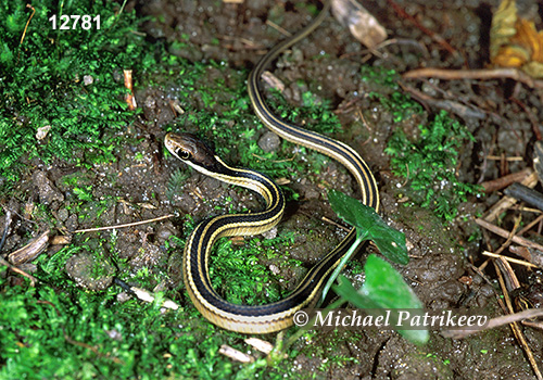 Northern Ribbon Snake (Thamnophis sauritus septentrionalis)